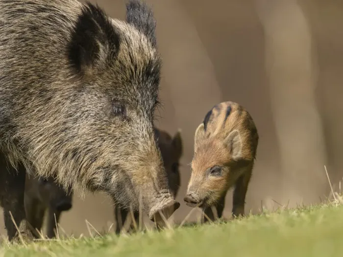Framed Print : Wild boar (Sus scrofa) sow with piglets. Forest of Dean, Gloucestershire, England, UK Framed Print : Wild boar (Sus scrofa) sow with piglets. Forest of Dean, Gloucestershire, England, UK
