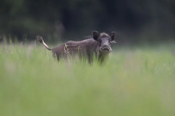 Wild boar (Sus scrofa) Vosges, France, July