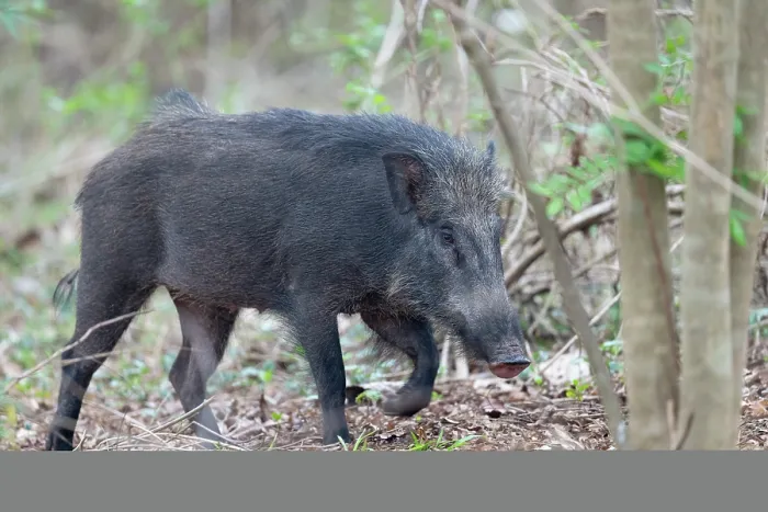 Framed Print : Wild boar (Sus scrofa) walking through forest, Kabini, Nagarhole National Park, Karnataka, India Framed Print : Wild boar (Sus scrofa) walking through forest, Kabini, Nagarhole National Park, Karnataka, India