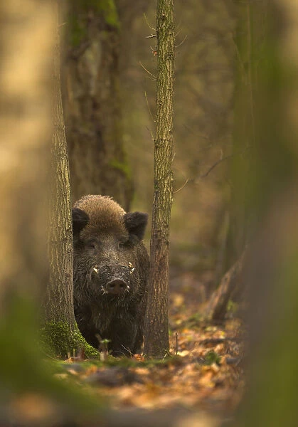 Wild Boar (Sus scrofa) in woodlands. Holland, Europe, November