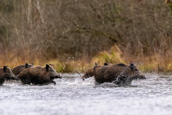 Framed Print : Wild boars (Sus scrofa) herd crossing a river, Alsace, France. December Framed Print : Wild boars (Sus scrofa) herd crossing a river, Alsace, France. December