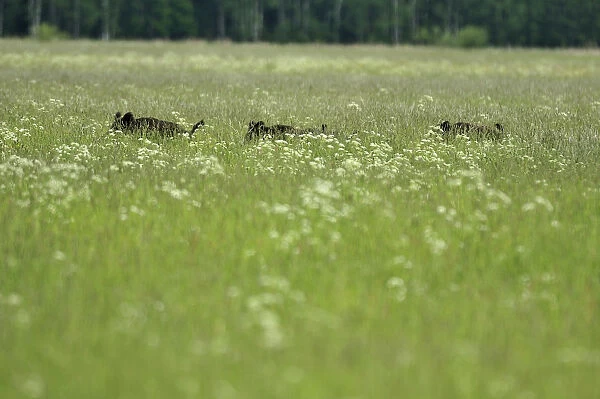 Wild boars (Sus scrofa) in long grass, Kemeri National Park, Latvia, June 2009