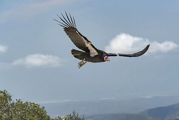 Wild California condor (Gymnogyps californianus) in flight, with wing tag and transmitter