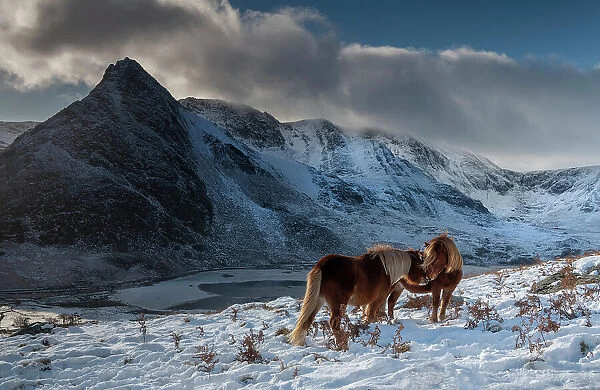 Two wild Carneddau Ponies mutually grooming on the snow-covered slopes of Pen yr Ole Wen, overlooking Tryfan and Llyn Ogwen. Snowdonia National Park, Bethesda, Wales, UK. December, 2022