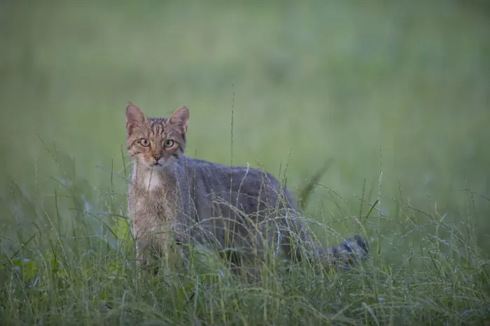Framed Print : Wild cat (Felis silvestris) in long grass, Codrii Forest Reserve, Moldova, June Framed Print : Wild cat (Felis silvestris) in long grass, Codrii Forest Reserve, Moldova, June