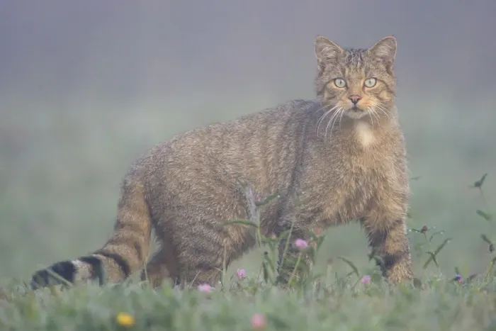 Framed Print : Wild Cat (Felis silvestris) in mist. Vosges, France, August Framed Print : Wild Cat (Felis silvestris) in mist. Vosges, France, August