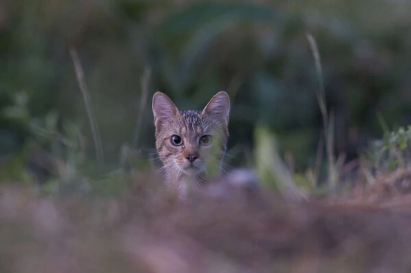 Wild cat (Felis silvestris) portrait, Codrii Forest Reserve, Moldova, June