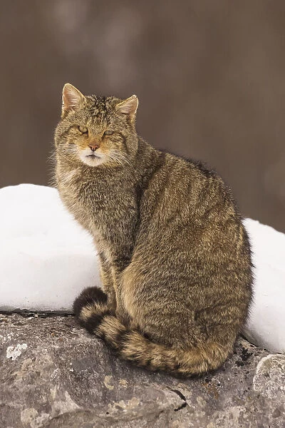 Wild cat (Felis silvestris) sitting on a rock with snow, Cantabrian Mountains, Spain