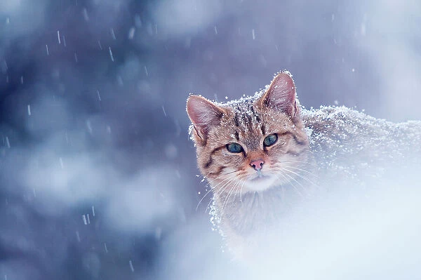 Wild cat (Felis silvestris) in snowstorm captive, Germany