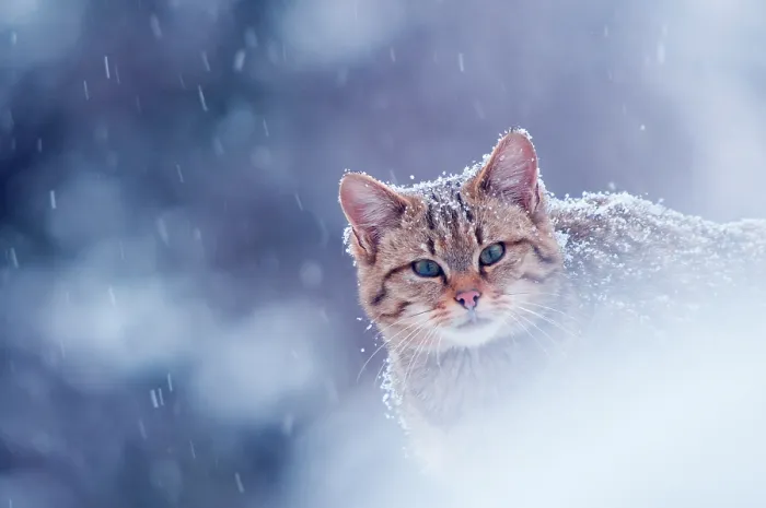 Framed Print : Wild cat (Felis silvestris) in snowstorm captive, Germany Framed Print : Wild cat (Felis silvestris) in snowstorm captive, Germany