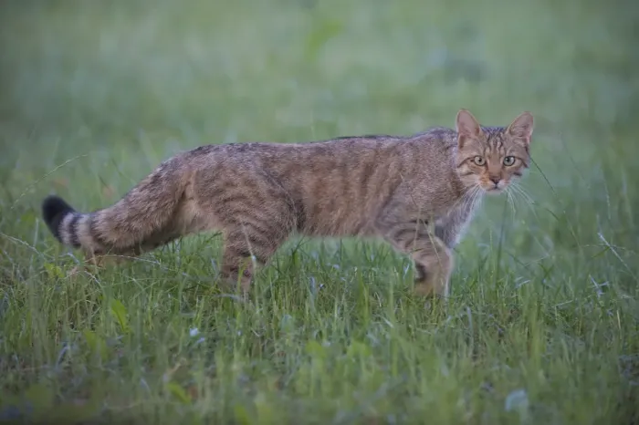 Framed Print : Wild cat (Felis silvestris) walking, Codrii Forest Reserve, Moldova, June Framed Print : Wild cat (Felis silvestris) walking, Codrii Forest Reserve, Moldova, June
