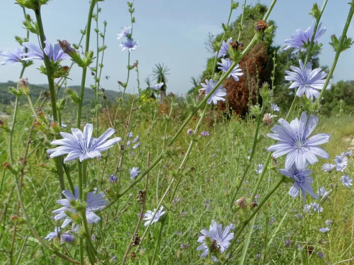 Framed Print : Wild chicory (Cichorium intybus) flowering in coastal grassland, Corfu, Greece. May Framed Print : Wild chicory (Cichorium intybus) flowering in coastal grassland, Corfu, Greece. May