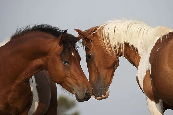 Wild Chincoteague (Equus caballus) two breeding stallions greeting one another, Chincoteague