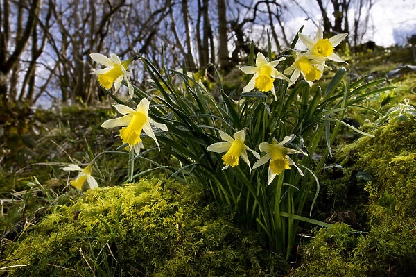 Wild daffodil {Narciccus pseudonarcissus} flowering in hazel woodland, Peak District National Park