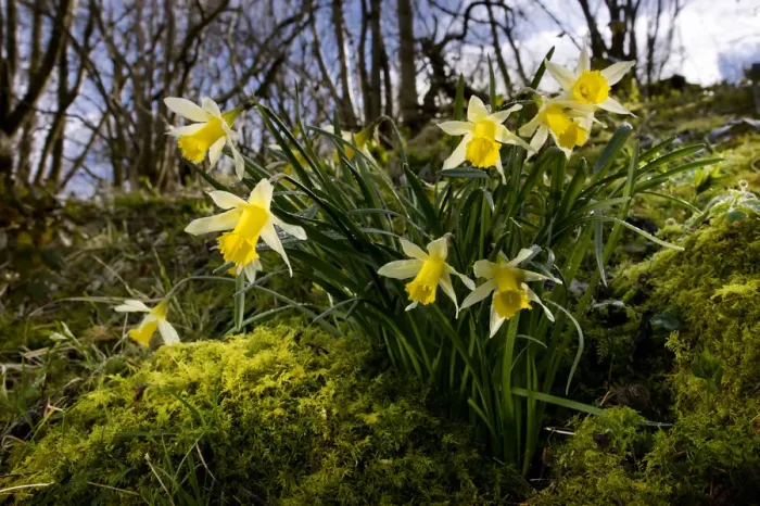 Framed Print : Wild daffodil {Narciccus pseudonarcissus} flowering in hazel woodland, Peak District National Park Framed Print : Wild daffodil {Narciccus pseudonarcissus} flowering in hazel woodland, Peak District National Park