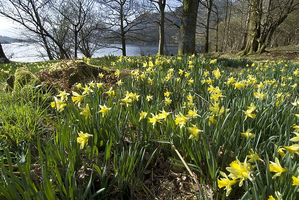 Wild daffodil (Narcissus pseudonarcissus) at Glencoyne Bay, Ullswater, Lake District