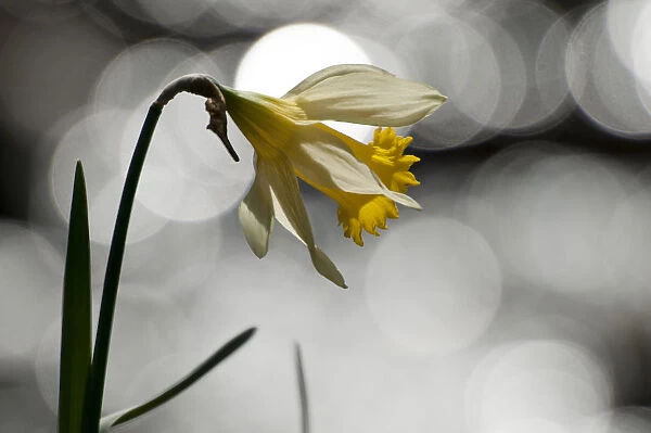 Wild daffodil (Narcissus pseudonarcissus) in flower, Dunsdon Wood Devon Wildlife Trust Reserve
