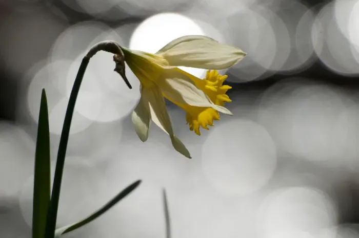 Framed Print : Wild daffodil (Narcissus pseudonarcissus) in flower, Dunsdon Wood Devon Wildlife Trust Reserve Framed Print : Wild daffodil (Narcissus pseudonarcissus) in flower, Dunsdon Wood Devon Wildlife Trust Reserve