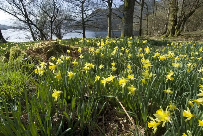 Framed Print : Wild daffodil (Narcissus pseudonarcissus) at Glencoyne Bay, Ullswater, Lake District Framed Print : Wild daffodil (Narcissus pseudonarcissus) at Glencoyne Bay, Ullswater, Lake District
