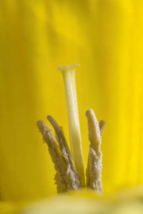 Framed Print : Wild daffodil (Narcissus pseudonarcissus) stamens and stigma Framed Print : Wild daffodil (Narcissus pseudonarcissus) stamens and stigma