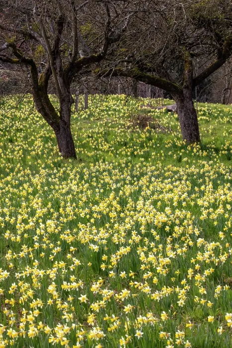 Framed Print : Wild daffodils (Narcissus pseudonarcissus) in flower in spring, GWT Nature Reserve, near Dymock, Gloucestershire, England, UK. March Framed Print : Wild daffodils (Narcissus pseudonarcissus) in flower in spring, GWT Nature Reserve, near Dymock, Gloucestershire, England, UK. March