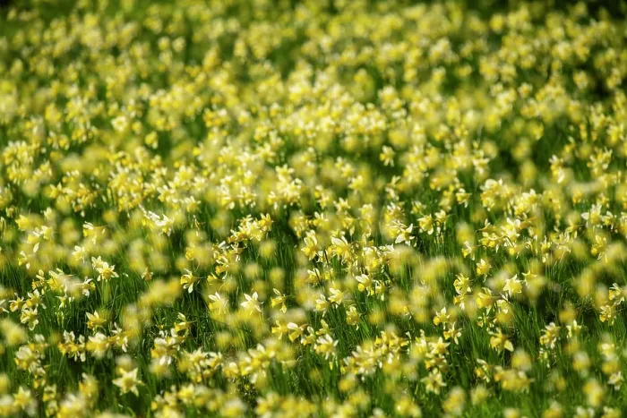 Framed Print : Wild daffodils (Narcissus pseudonarcissus) in flower in spring, GWT Nature Reserve, near Dymock, Gloucestershire, England, UK. March Framed Print : Wild daffodils (Narcissus pseudonarcissus) in flower in spring, GWT Nature Reserve, near Dymock, Gloucestershire, England, UK. March