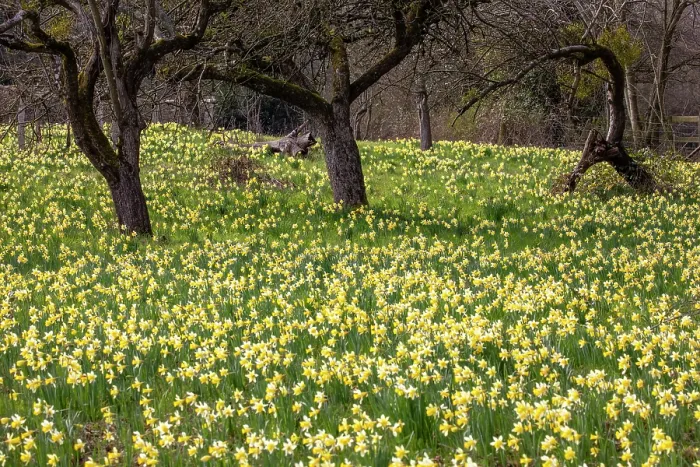 Framed Print : Wild daffodils (Narcissus pseudonarcissus) in flower in spring, GWT Nature Reserve, near Dymock, Gloucestershire, England, UK. March Framed Print : Wild daffodils (Narcissus pseudonarcissus) in flower in spring, GWT Nature Reserve, near Dymock, Gloucestershire, England, UK. March