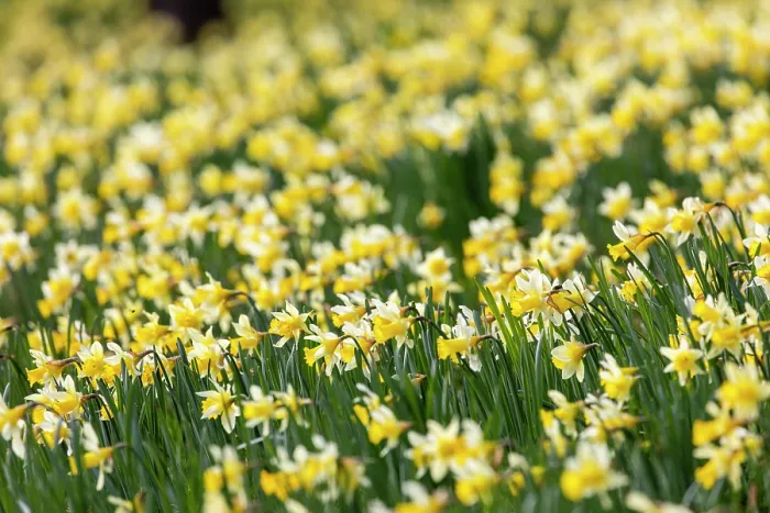 Framed Print : Wild daffodils (Narcissus pseudonarcissus) in flower in spring, GWT Nature Reserve, near Dymock, Gloucestershire, England, UK. March Framed Print : Wild daffodils (Narcissus pseudonarcissus) in flower in spring, GWT Nature Reserve, near Dymock, Gloucestershire, England, UK. March
