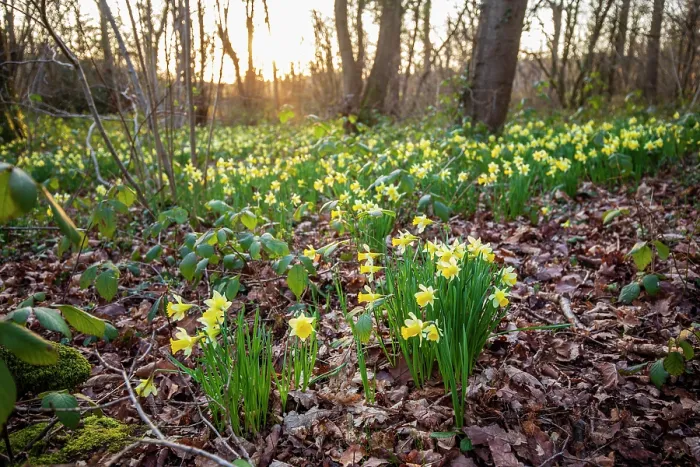 Framed Print : Wild daffodils (Narcissus pseudonarcissus) in flower in woodland at dusk, Betty Daw's Wood, Dymock Woods SSSI, Gloucestershire, England, UK. March Framed Print : Wild daffodils (Narcissus pseudonarcissus) in flower in woodland at dusk, Betty Daw's Wood, Dymock Woods SSSI, Gloucestershire, England, UK. March