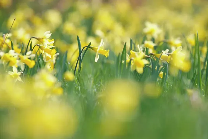 Framed Print : Wild daffodils {Narcissus pseudonarcissus} Gloucestershire, UK Framed Print : Wild daffodils {Narcissus pseudonarcissus} Gloucestershire, UK