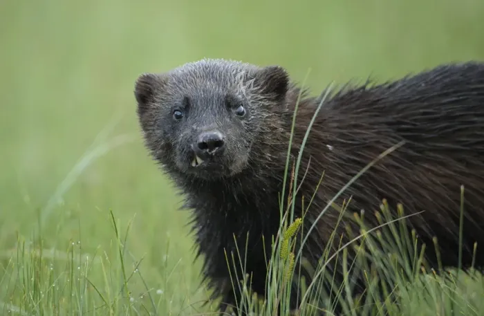Framed Print : Wild Eurasian wolverine (Gulo gulo) Kuhmo, Finland, July 2008 Framed Print : Wild Eurasian wolverine (Gulo gulo) Kuhmo, Finland, July 2008