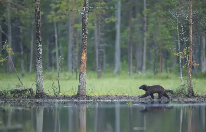 Framed Print : Wild Eurasian wolverine (Gulo gulo) walking along waters edge, Kuhmo, Finland, July 2008 Framed Print : Wild Eurasian wolverine (Gulo gulo) walking along waters edge, Kuhmo, Finland, July 2008