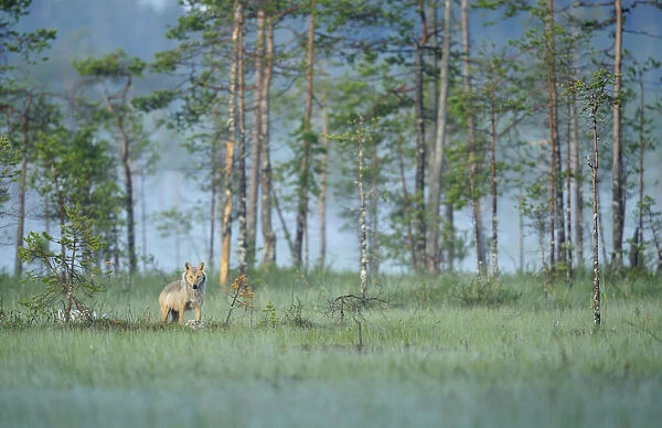 Wild European Grey wolf (Canis lupus) Kuhmo, Finland, July 2008