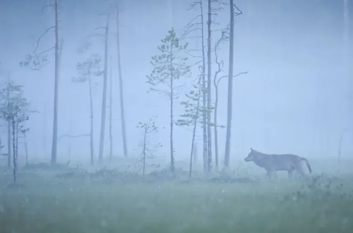 Framed Print : Wild European Grey wolf (Canis lupus) silhoutted in mist, Kuhmo, Finland, July 2008