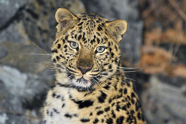 Wild female Amur leopard (Panthera pardus orientalis), Kedrovaya Pad reserve, Primorsky Krai
