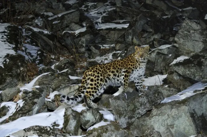 Framed Print : Wild female Amur leopard (Panthera pardus orientalis) on rocky hillside, Kedrovaya Pad reserve Framed Print : Wild female Amur leopard (Panthera pardus orientalis) on rocky hillside, Kedrovaya Pad reserve