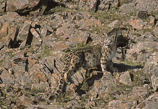 Wild female Snow Leopard (Panthera uncia) standing camouflaged on rocky mountainside