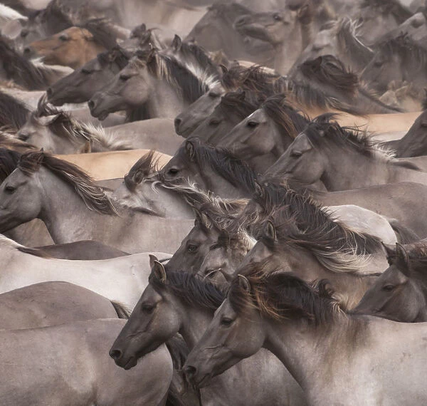 Wild  /  feral Dulmen ponies (Equus caballus) close up of herd of mares and foals running