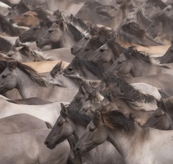 Framed Print : Wild / feral Dulmen ponies (Equus caballus) close up of herd of mares and foals running Framed Print : Wild / feral Dulmen ponies (Equus caballus) close up of herd of mares and foals running