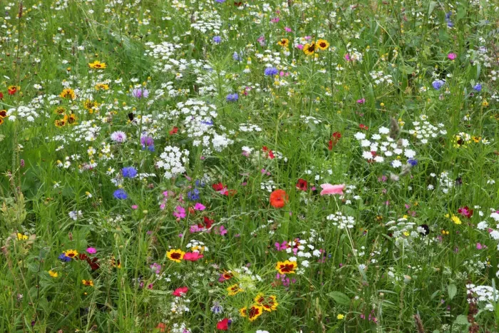 Framed Print : Wild flower meadow in city centre, Sheffield, Yorkshire, UK, August 2009 Framed Print : Wild flower meadow in city centre, Sheffield, Yorkshire, UK, August 2009