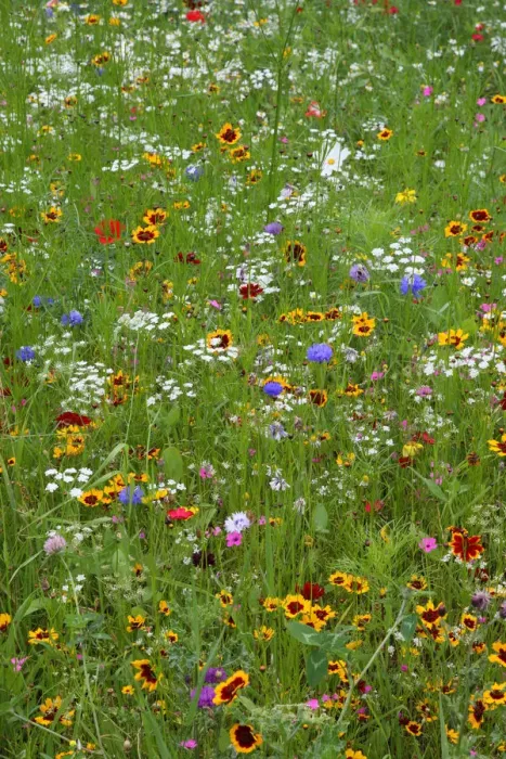 Framed Print : Wild flower meadow in city centre, Sheffield, Yorkshire, UK, August 2009 Framed Print : Wild flower meadow in city centre, Sheffield, Yorkshire, UK, August 2009