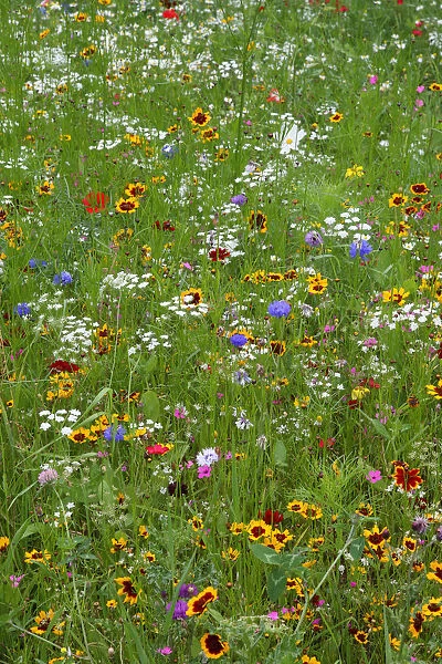 Wild flower meadow in city centre, Sheffield, Yorkshire, UK, August 2009