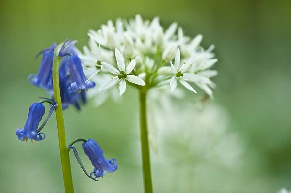 Wild garlic (Allium ursinum) and Bluebell (Hyacinthoides non-scripta  /  Endymion non-scriptum)