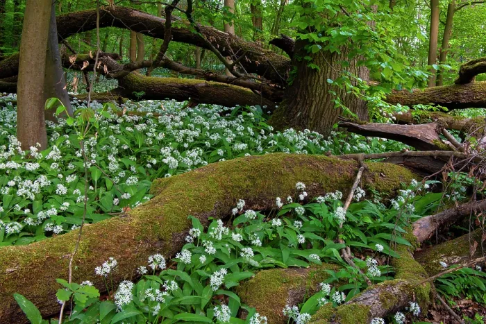 Framed Print : Wild garlic (Allium ursinum) in flower in deciduous forest with dead trees on forest floor in spring, Hesse, Germany. April Framed Print : Wild garlic (Allium ursinum) in flower in deciduous forest with dead trees on forest floor in spring, Hesse, Germany. April