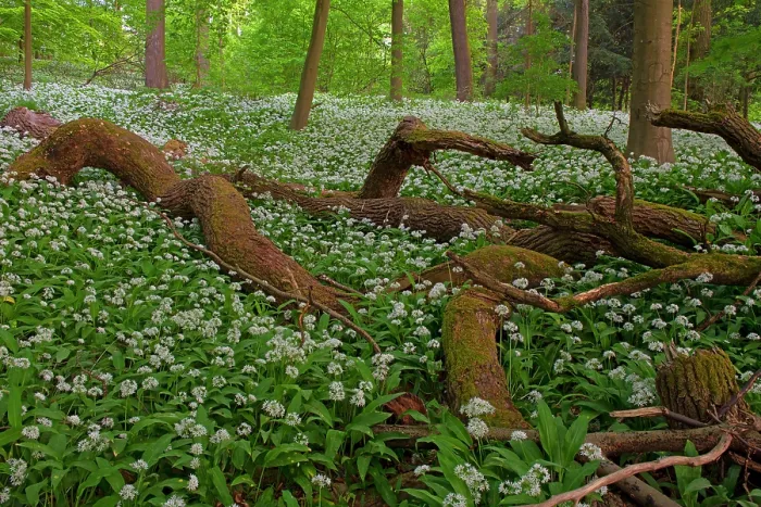 Framed Print : Wild garlic (Allium ursinum) in flower in deciduous forest with dead trees on forest floor in spring, Hesse, Germany. April Framed Print : Wild garlic (Allium ursinum) in flower in deciduous forest with dead trees on forest floor in spring, Hesse, Germany. April