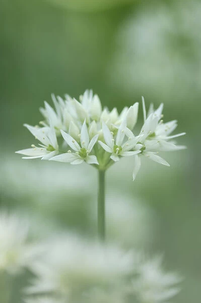 Wild garlic {Allium ursinum} flowers, County Antrim, Northern Ireland, UK