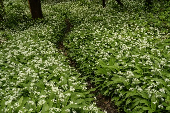 Framed Print : Wild garlic (Allium ursinum) growing in ancient woodland, Surrey, England, UK April Framed Print : Wild garlic (Allium ursinum) growing in ancient woodland, Surrey, England, UK April