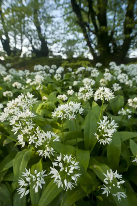 Framed Print : Wild garlic / Ramsons (Allium ursinum) flowering in, woodland, Cornwall, England, UK, May Framed Print : Wild garlic / Ramsons (Allium ursinum) flowering in, woodland, Cornwall, England, UK, May