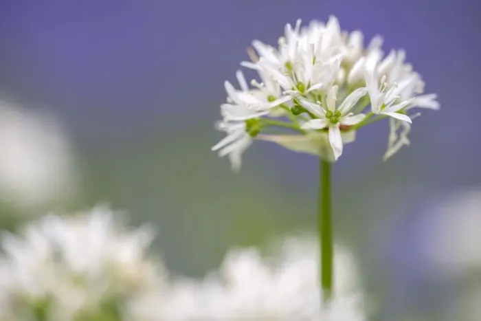 Framed Print : Wild garlic / Ramsons (Allium ursinum) flowering in woodland, Lanhydrock Woodland Framed Print : Wild garlic / Ramsons (Allium ursinum) flowering in woodland, Lanhydrock Woodland