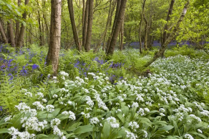 Framed Print : Wild garlic / Ramsons / Bear Garlic (Allium ursinum) and Bluebells (Endymion nonscriptus) Framed Print : Wild garlic / Ramsons / Bear Garlic (Allium ursinum) and Bluebells (Endymion nonscriptus)